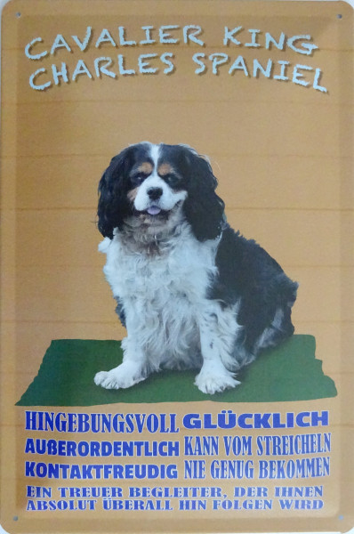 Blechschild 20x30cm - Cavalier King Charles Spaniel